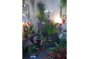 GRAINES DE FLEURS