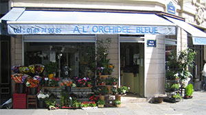 A L ORCHIDEE BLEUE