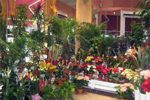 L ESPACE FLORAL DE MONTMARTRE
