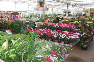 JARDINERIE DU CAILLY