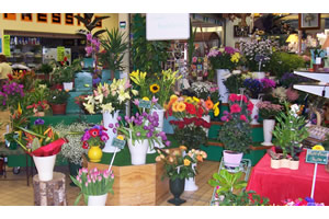 LE MONDE DES FLEURS