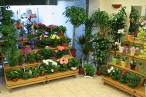 VIROFLEURS