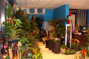 IRIS CREATION