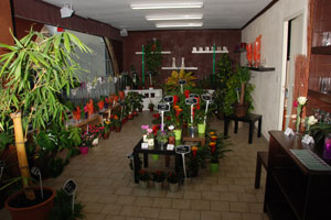 A FLEUR DE POT