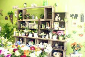 FLEURS DES ELFES