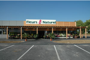 FLEURS O NATUREL ANEMONES