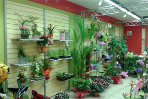 AMARYLLIS FLEURS