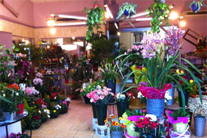 LES FLEURS DU MOULIN