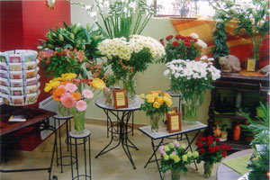 HELIOS FLEURS