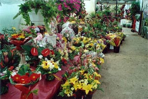 HOLST FLEURS