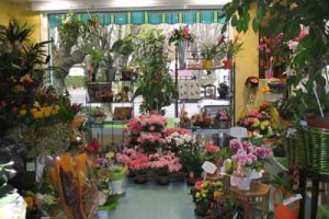 FLEURS ANATOLE