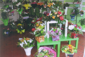 LE CATLEYA FLEURS