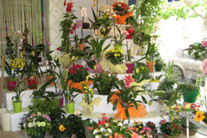 L ORCHIDEE          