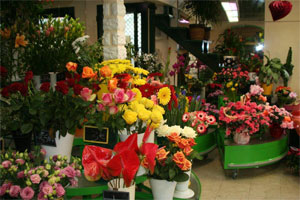 IOLI FLEURS