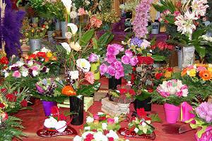 PLANT�FLEURS