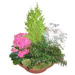 Jardin dans une coupe ronde compos�e de plantes ext�rieures (conif�re, cin�raire et plantes fleuries selon la saison).