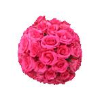 Roses fushias. D�clinaisons dans toutes les couleurs de roses