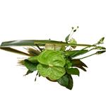 Composition d�corative blanche et verte avec un graphisme de feuillage.