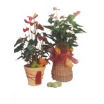 plante verte fleurie