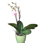Orchid�e en pot
