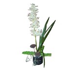 Orchid�e artifiell.