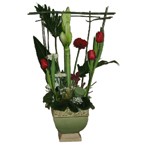 Amarillys fleurs de saison plus pr�le dans contenant