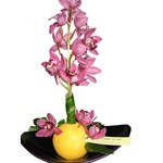 Orchid�es, mousse couleur et contenant.