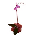 Une branche de phalaeno blanc, rose, verte ou bicolore.