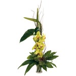 Cymbidium