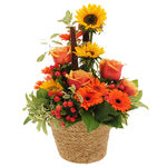Offrir des fleurs > Une composition haute en couleurs!    Germinis orange, tournesols �panouis, hypericum sautillant... Opale est une ravissante composition � offrir ou � s`offrir. Elle illuminera de ses couleurs flamboyantes votre int�rieur.    Le conseil du Fleuriste  A r�ception de votre composition, humidifiez la mousse tous les 2 jours en prenant soin d�en �carter les fleurs.  