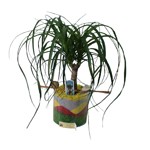 plante dans vase gel d�cor� sable de couleur