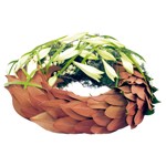 Couronne En Ecaille