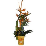 composition lin�aire strelizia a partir de 50 �