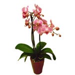 Orchid�e phalaenopsis dans un cache pot c�ramique � partir de 30 �