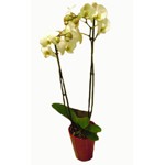 Orchid�e phalaenopsis dans un cache pot en c�ramique assortit . Tenue environ 3 mois � partir de 30 euros