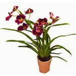 Orchid�e miltonia dans un pot de c�ramique assortit. Tenue environ 3 mois � partir de 30 euros