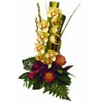 Belle composition exotique pr�sent�e dans un cache pot en c�ramique. Tenue environ 3 mois.� partir 38 �