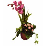 Composition pr�sent�e dans un contenant en c�ramique. Tenue environ 3 mois. Orchid�e de diff�rente couleur (rose, banche...) � partir de 50 �