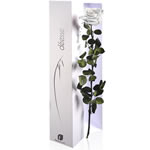 Web market place, le comparateur de prix du web: ROSE DEESSE BLANCHE