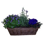 plante de saison coloris suivant arrivage