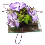 Composition  carr�e compos�e d orchid�e mauve. Peut �tre travaill�e en rose, blanc  ou fuschia