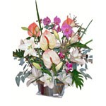 Combinant l �ph�m�re de la fleur coup�e (lys anthurium) et l imtemporel de la plante en pot (orchid�e phalaenopsis), cette composition apportera un air de f�te de par sa conception en forme de fus�es de feu d artifice