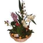 Sortez des sentiers battus n osant des  vari�t�s d orchid�es moins connues que le traditionnel phalaenopsis . De culture facile, cette composition regroupant cambrias, paphiopedilum, dendrodium, oncidium et phalaenopsis enchantera par sa diversit� et son originalit� . Cinq orchid�es, corbeille osier et d�cor de saison.