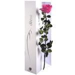 ROSE ETERNELLE FUCHSIA