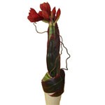 Amaryllis