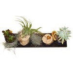 Jardin paysag� de plantes grasses et Tillandsia
