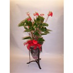 Plante d�cor�e pour une d�licate attention