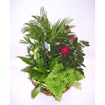 Le retour de la verdure dans votre maison avec ce panier de plantes.
Pr�sent� en vannerie