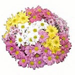CHRYSANTHEMES