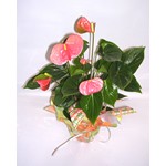 D un exotisme raffin�, cette plante toute en contraste saura s affirmer dans votre int�rieur.